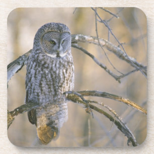 Canada, Quebec. Great grey owl perched on tree Coaster