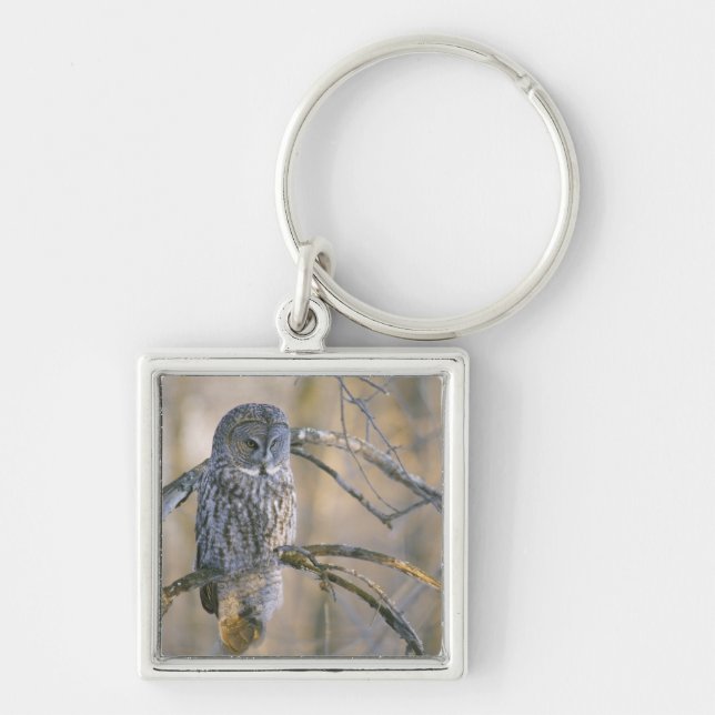 Canada, Quebec. Great grey owl perched on tree Key Ring (Front)