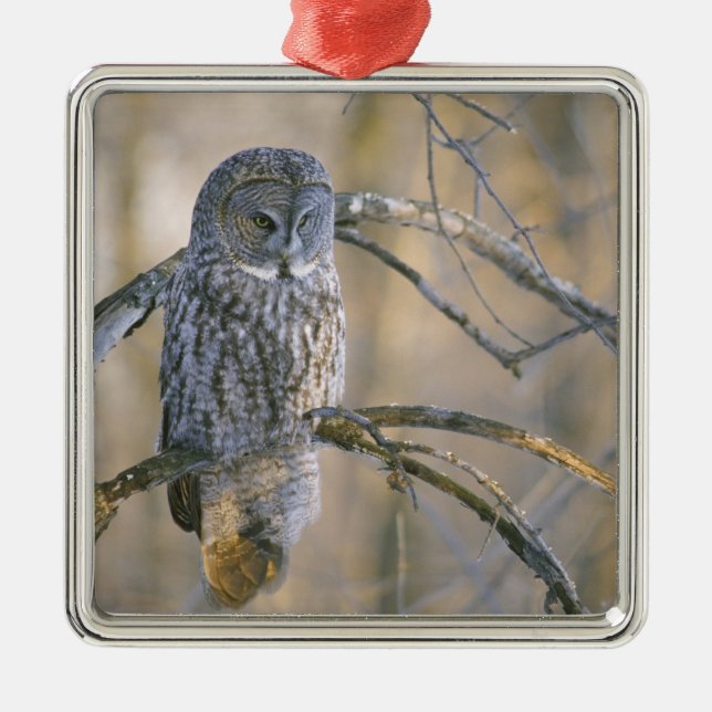 Canada, Quebec. Great grey owl perched on tree Metal Tree Decoration (Front)