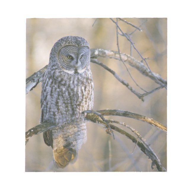 Canada, Quebec. Great grey owl perched on tree Notepad (Front)
