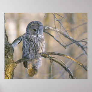 Canada, Quebec. Great grey owl perched on tree Poster