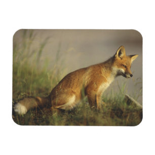 Canada, Quebec. Red fox cub at sunrise Magnet