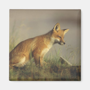 Canada, Quebec. Red fox cub at sunrise Magnet
