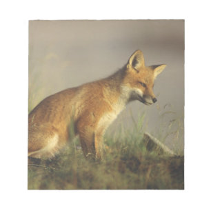 Canada, Quebec. Red fox cub at sunrise Notepad
