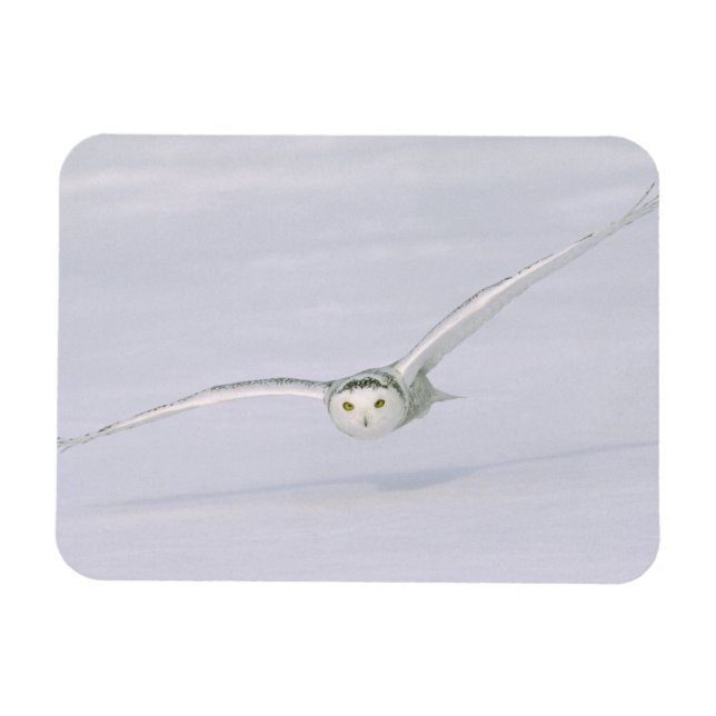 Canada, Quebec. Snowy owl flies low over snow. Magnet (Horizontal)