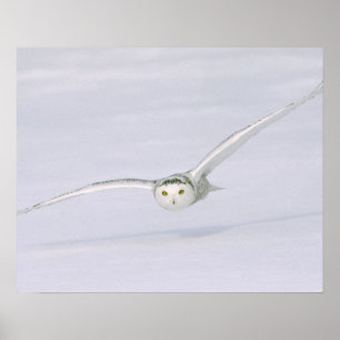 Canada, Quebec. Snowy owl flies low over snow. Poster