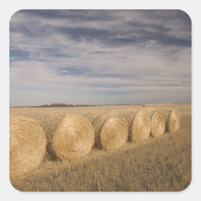 Canada, Saskatchewan, Craik: Hayrolls / Autumn Square Sticker (Front)