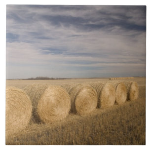 Canada, Saskatchewan, Craik: Hayrolls / Autumn Tile