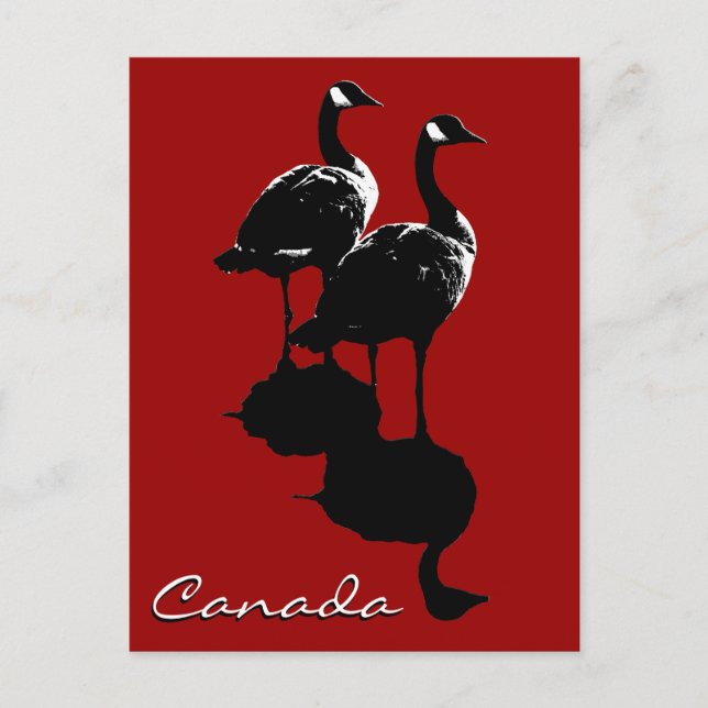 Canada Souvenir Postcards Canada Geese Cards (Front)