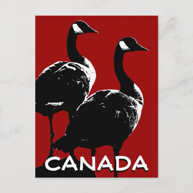 Canada Souvenir Postcards Canada Geese Cards (Front)