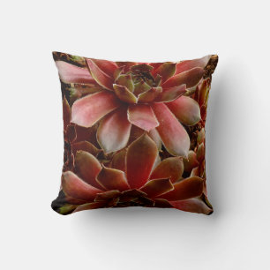 Canada, . Succulent plant Cushion