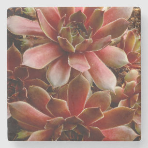 Canada, . Succulent plant Stone Coaster