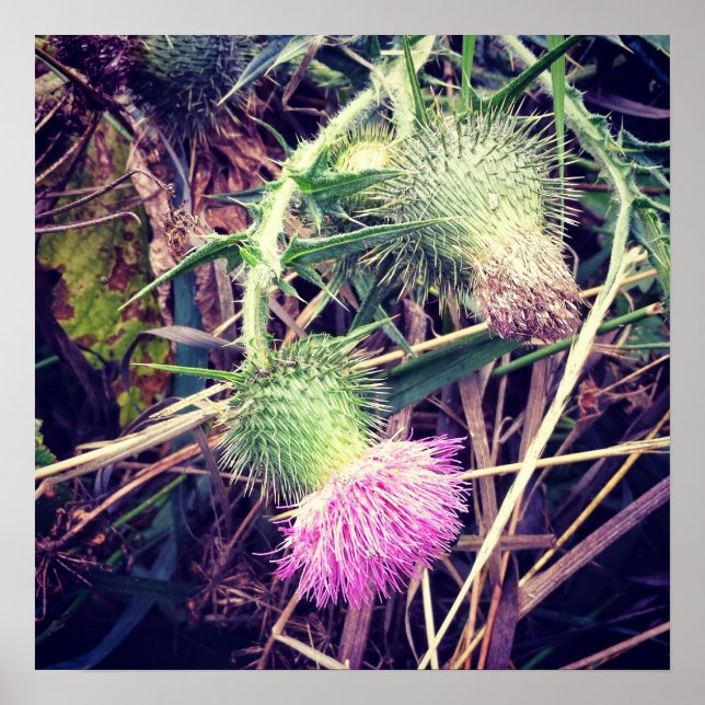 Canada Thistle Poster (Front)