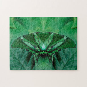 Canada, Victoria, Victoria Butterfly Gardens Jigsaw Puzzle