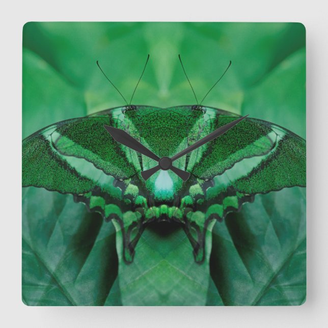 Canada, Victoria, Victoria Butterfly Gardens Square Wall Clock (Front)