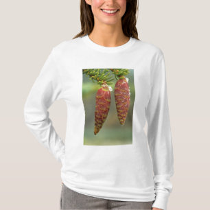 Canada, Yukon, Black Spruce Cones T-Shirt