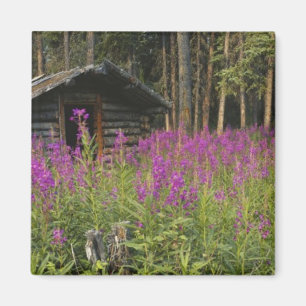 Canada, Yukon, Ross River area, Abandoned cabin Magnet
