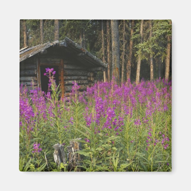 Canada, Yukon, Ross River area, Abandoned cabin Magnet (Front)