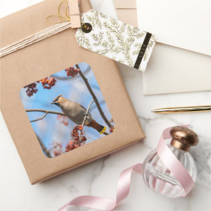 Canadian Brown Bohemian Waxwing Bird Photography Square Sticker