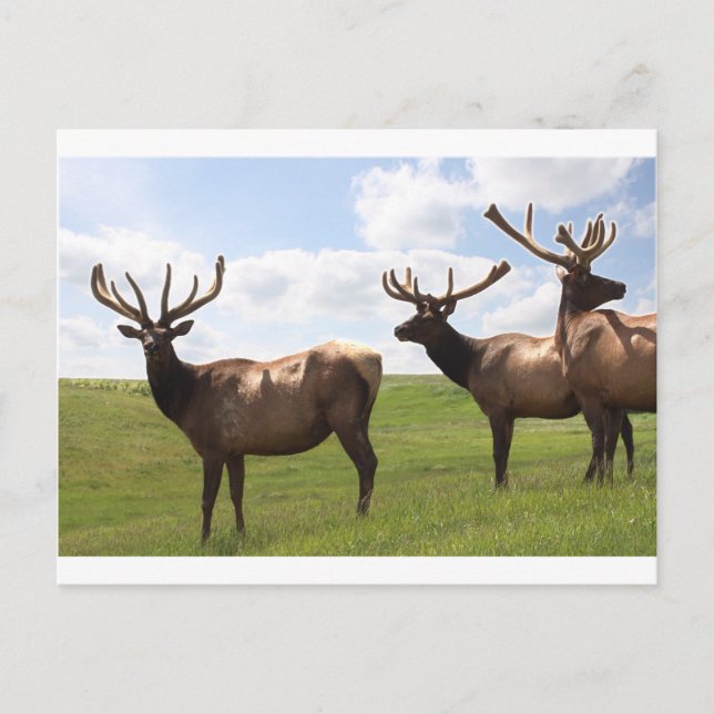 Canadian Bull Elk trio Postcard (Front)