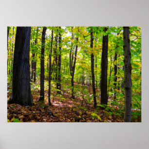 Canadian Forest In The Sunlight Poster