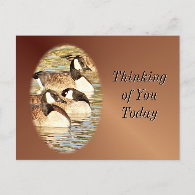 Canadian Geese blank Postcard- customise Postcard (Front)