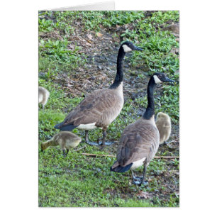 Canadian Geese Family