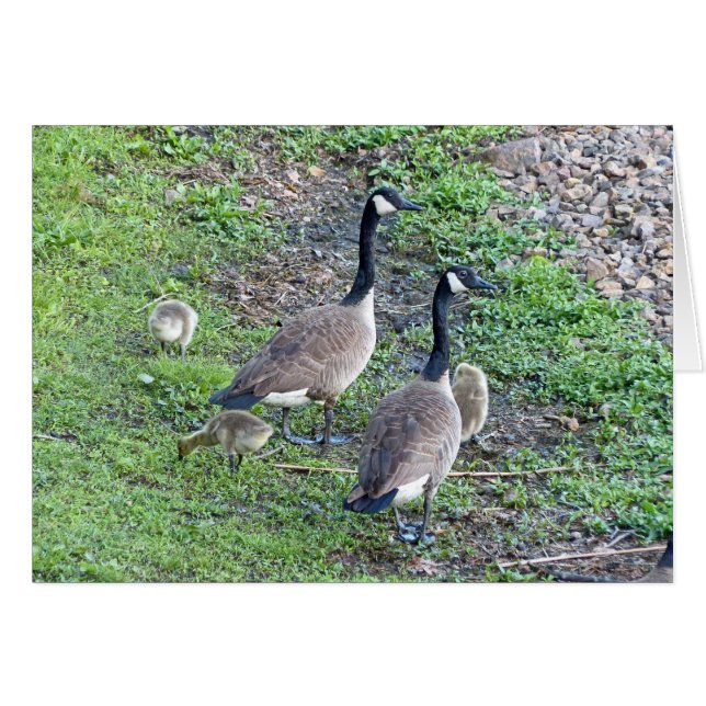 Canadian Geese Family (Front Horizontal)
