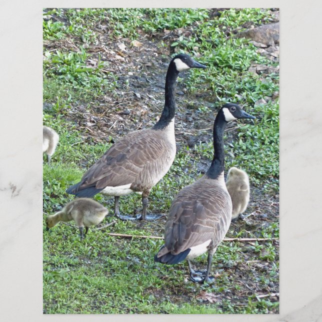 Canadian Geese Family (Front)