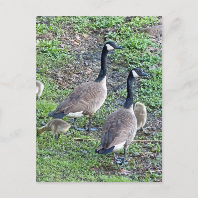 Canadian Geese Family Postcard (Front)
