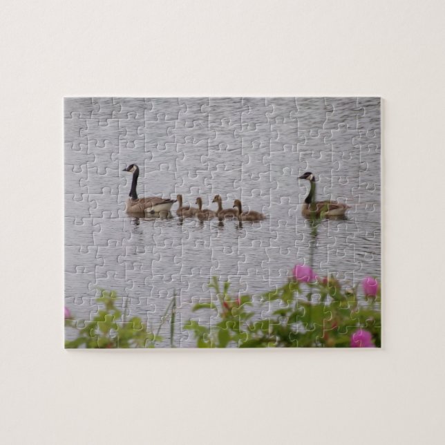 Canadian Geese Family Swimming Jigsaw Puzzle (Horizontal)