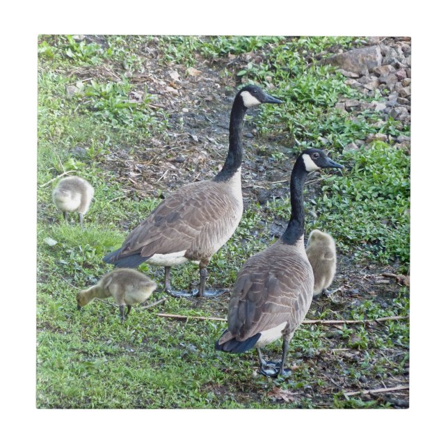 Canadian Geese Family Tile (Front)