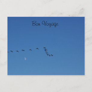 Canadian geese in flight postcard