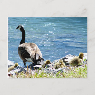 Canadian Geese (Mum and Babes) Postcard