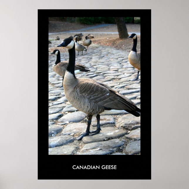 Canadian Geese Near The Lake Poster,Print Poster (Front)