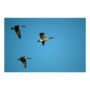 Canadian Geese Photo Print