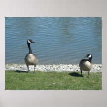 Canadian geese
