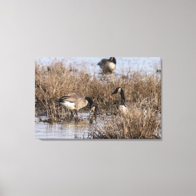 Canadian Geese Snack Time Canvas Print (Front)
