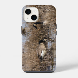 Canadian Geese Snack Time iPhone Case