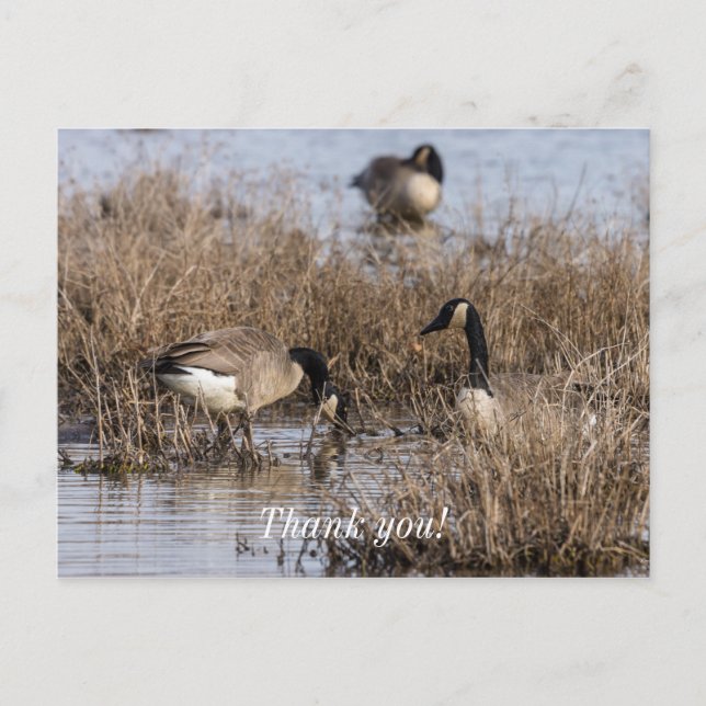 Canadian Geese Snack Time Postcard (Front)
