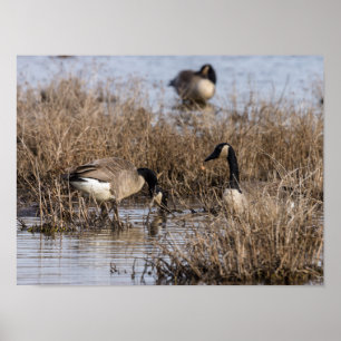 Canadian Geese Snack Time Poster
