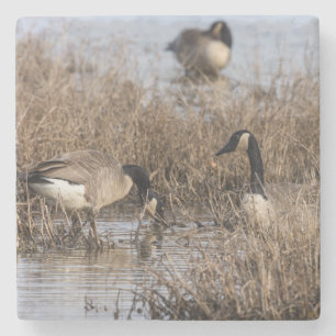 Canadian Geese Snack Time Stone Coaster