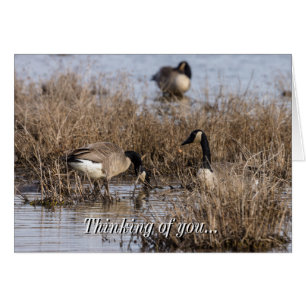 Canadian Geese Snack Time Thinking Of You Card