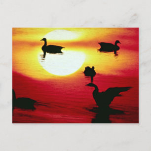 Canadian geese sunset postcard