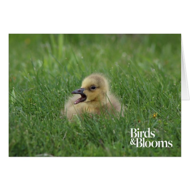 Canadian Goose Chick (Front Horizontal)