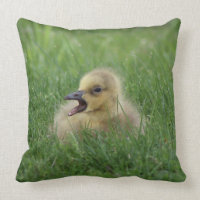 Canadian Goose Chick
