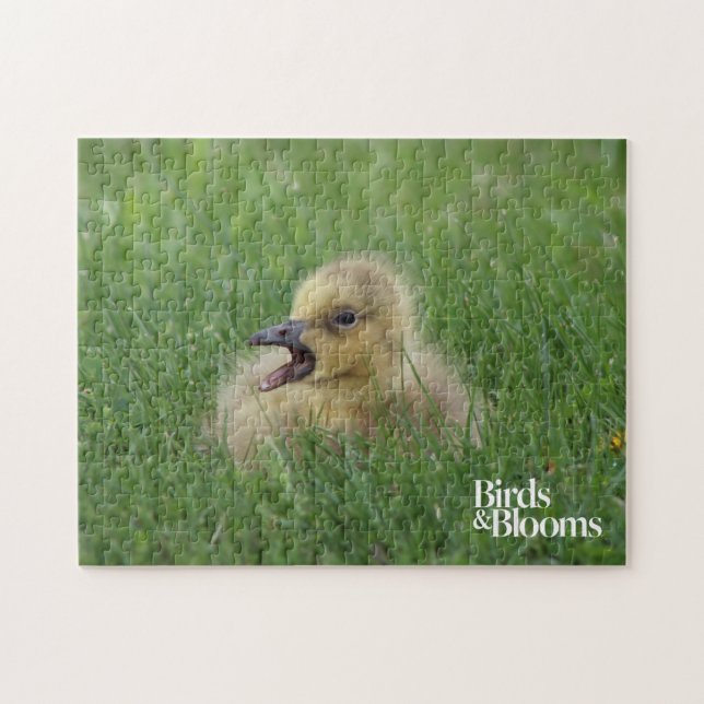 Canadian Goose Chick Jigsaw Puzzle (Horizontal)
