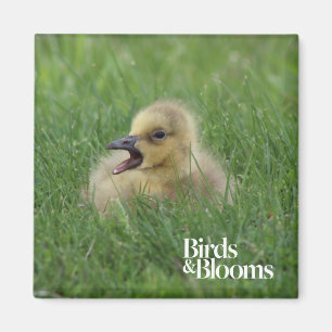 Canadian Goose Chick Magnet