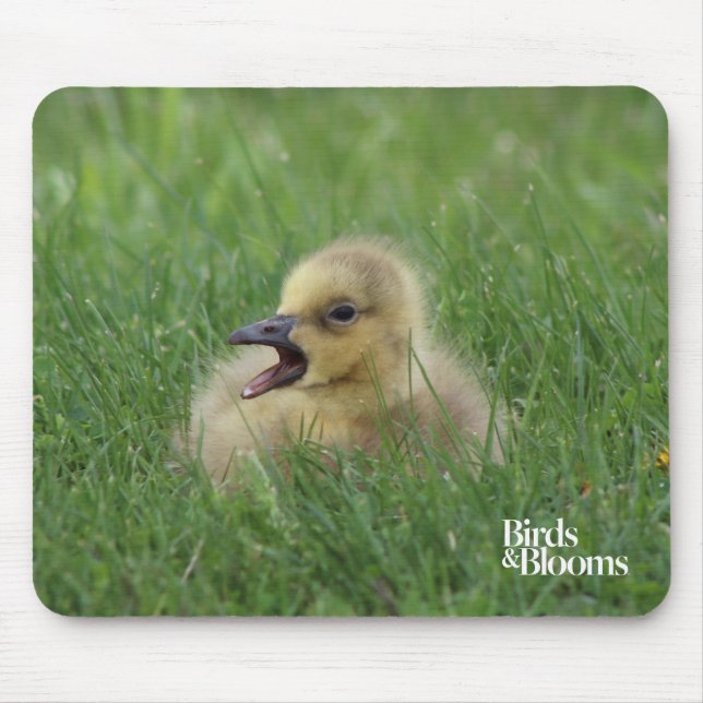Canadian Goose Chick Mouse Pad (Front)