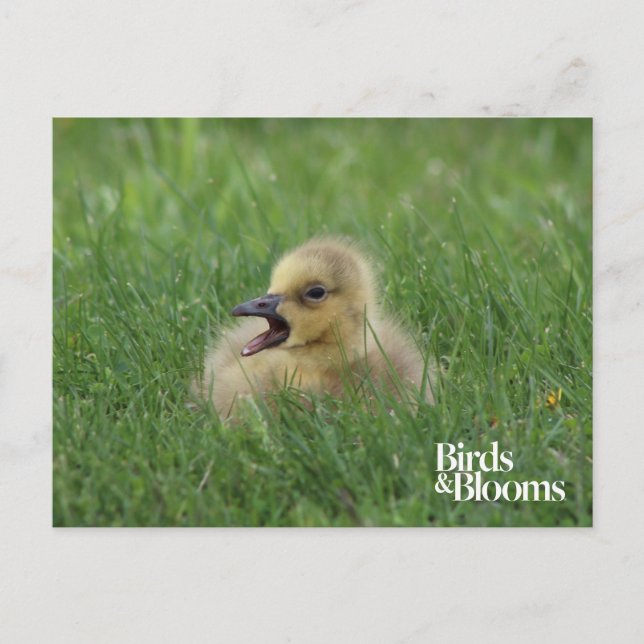 Canadian Goose Chick Postcard (Front)